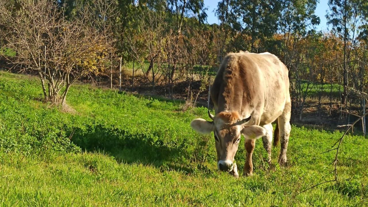 Masseria La Fiorita 마테라 외부 사진