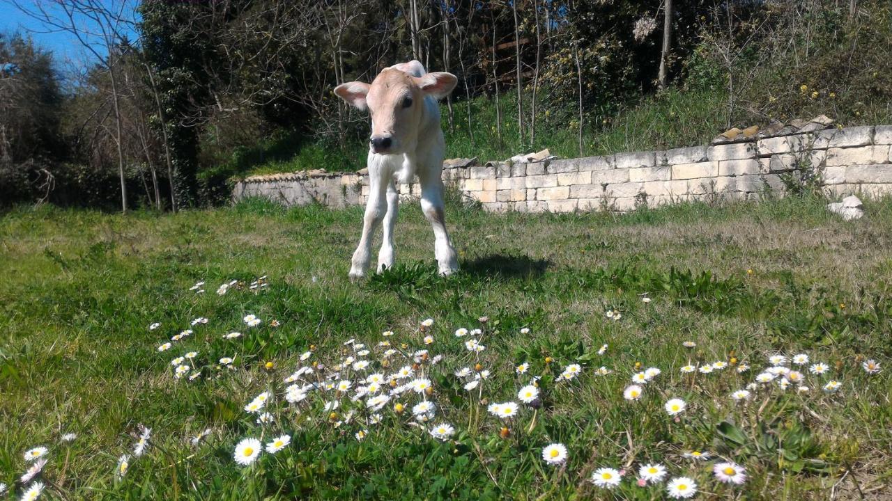 Masseria La Fiorita 마테라 외부 사진